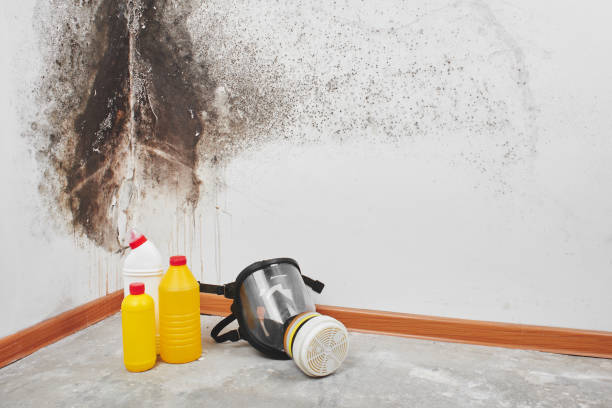 Professional Mold Removal in Ben Avon, PA