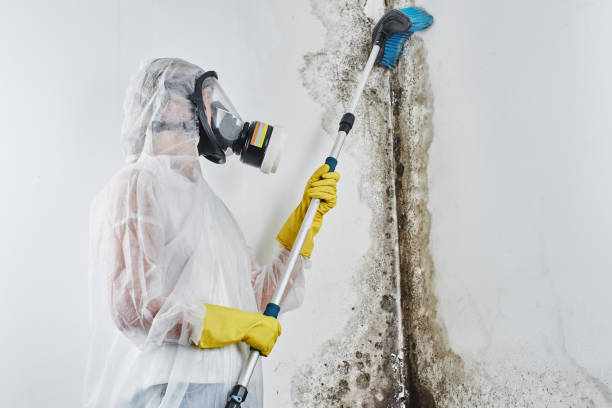 Best Certified Mold Removal  in Ben Avon, PA