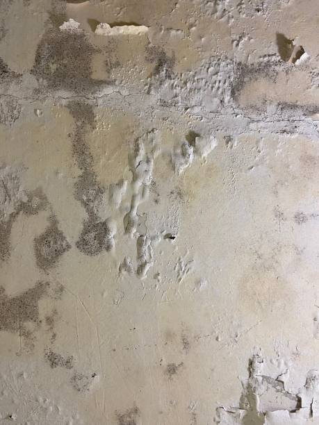 Certified Mold Removal in Ben Avon, PA