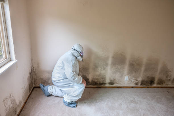 Mold Removal Process in Ben Avon, PA